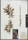 Foto von Salix purpurea L. x Salix viminalis L.
